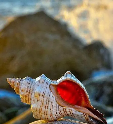 Il Murice Vezzano Ligure