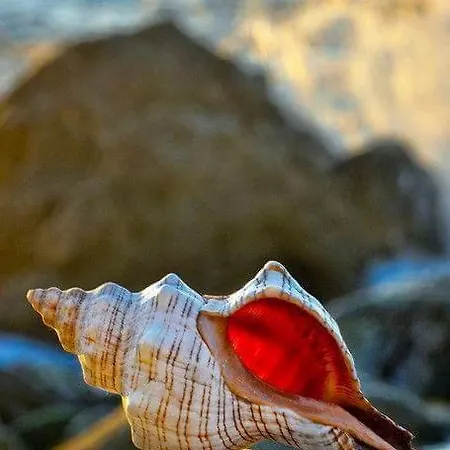 Il Murice Веццано-Лигуре